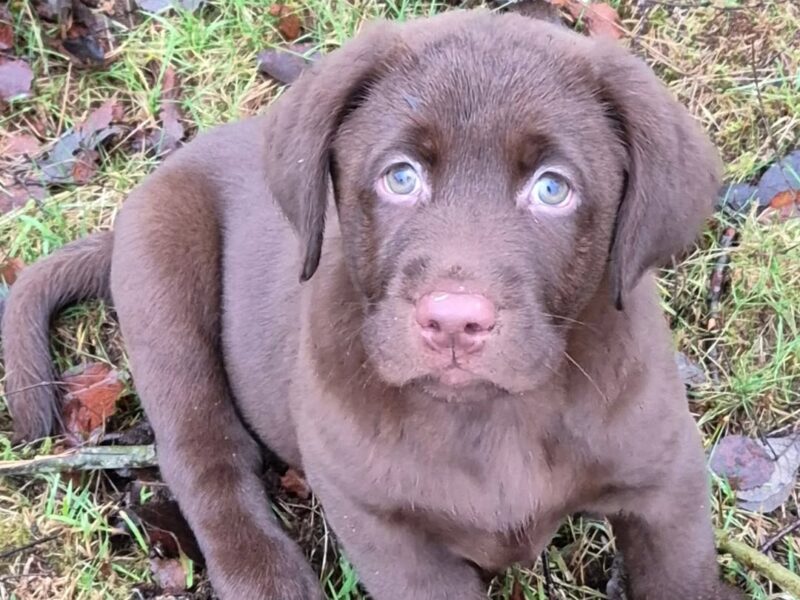Milo